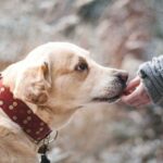 Cancelación de póliza en seguros para mascotas